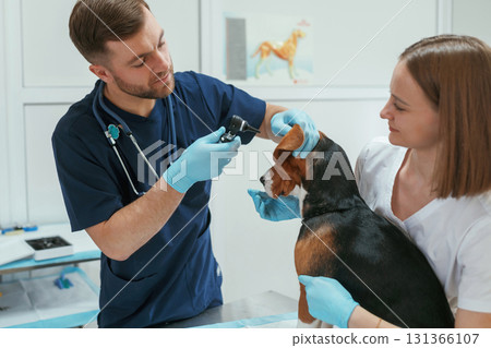 Busy by checking ears. Two veterinarians are working with beagle dog in clinic Busy by checking ears. Two veterinarians are working with beagle dog in clinic 131366107