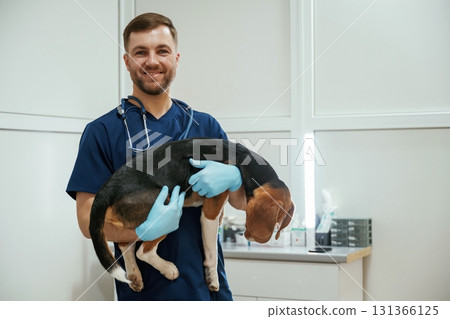 Holding animal in hands. Male veterinarian is working with beagle dog in the clinic Holding animal in hands. Male veterinarian is working with beagle dog in the clinic 131366125