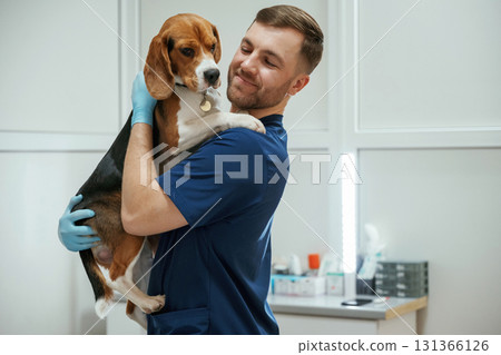 Holding animal in hands. Male veterinarian is working with beagle dog in the clinic Holding animal in hands. Male veterinarian is working with beagle dog in the clinic 131366126