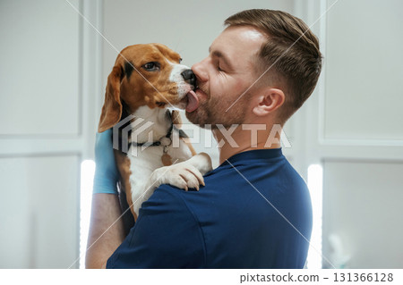 Animal is licking, kissing the man, cute. Male veterinarian is working with beagle dog in the clinic Animal is licking, kissing the man, cute. Male veterinarian is working with beagle dog in the clinic 131366128