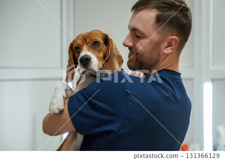 Holding animal in hands. Male veterinarian is working with beagle dog in the clinic Holding animal in hands. Male veterinarian is working with beagle dog in the clinic 131366129