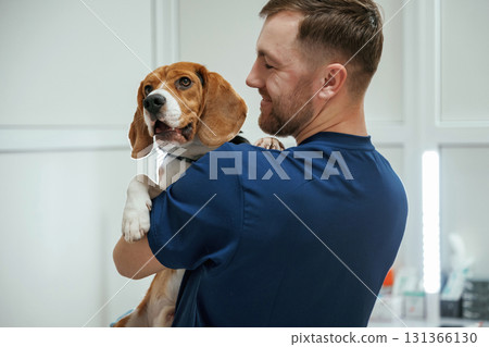 After the examination. Holding animal. Male veterinarian is working with beagle dog in the clinic After the examination. Holding animal. Male veterinarian is working with beagle dog in the clinic 131366130