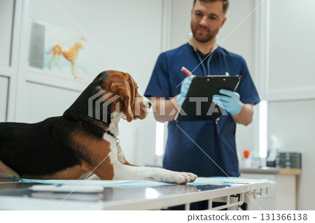 With notepad in hands. Male veterinarian is working with beagle dog in the clinic With notepad in hands. Male veterinarian is working with beagle dog in the clinic 131366138