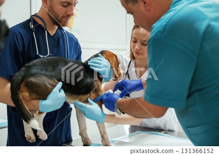 Three veterinarians are working with beagle dog in the clinic 131366152