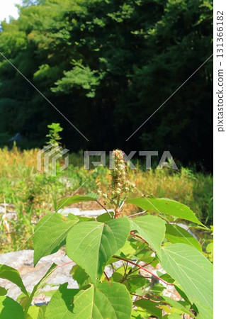 Mallotus japonicus bearing fruit on the riverbank of Arashiyama Valley Mallotus japonicus bearing fruit on the riverbank of Arashiyama Valley 131366182