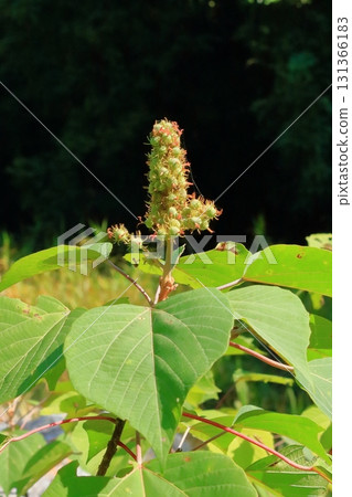 Mallotus japonicus bearing fruit on the riverbank of Arashiyama Valley Mallotus japonicus bearing fruit on the riverbank of Arashiyama Valley 131366183