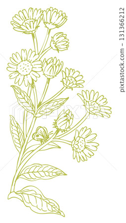 植物素描素材。野花。向量插圖素材。 植物素描素材。野花。向量插圖素材。 131366212