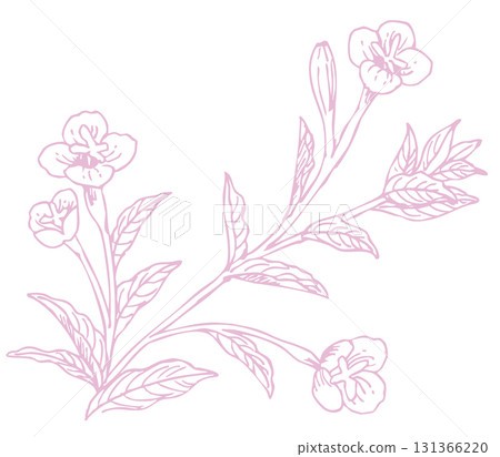 植物素描素材。野花。向量插圖素材。 植物素描素材。野花。向量插圖素材。 131366220