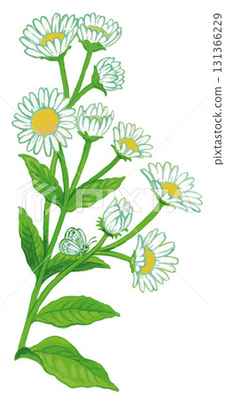 植物素描素材。野花。向量插圖素材。 植物素描素材。野花。向量插圖素材。 131366229