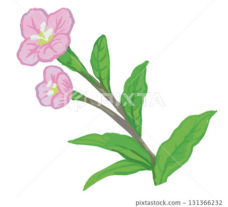 植物素描素材。野花。向量插圖素材。 植物素描素材。野花。向量插圖素材。 131366232