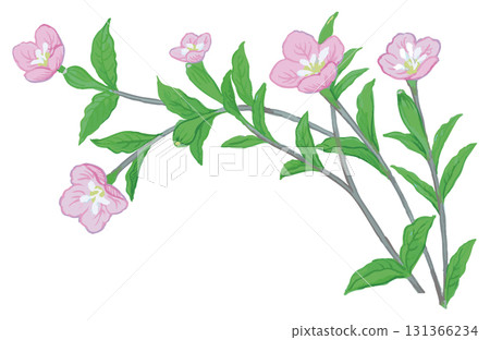 植物素描素材。野花。向量插圖素材。 植物素描素材。野花。向量插圖素材。 131366234