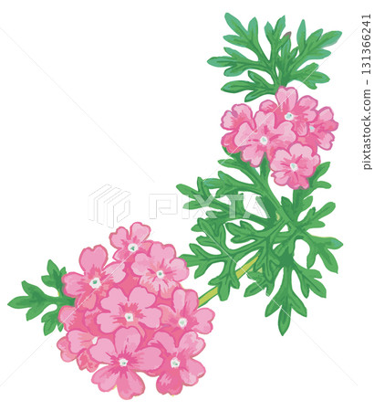 植物素描素材。野花。向量插圖素材。 植物素描素材。野花。向量插圖素材。 131366241