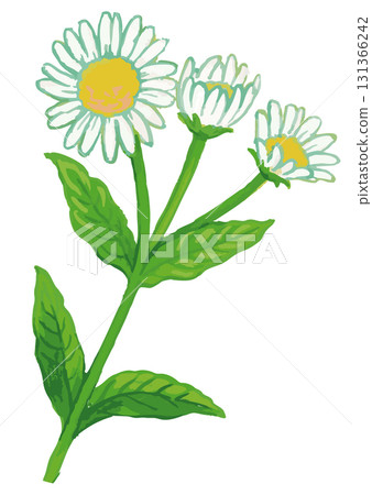 植物素描素材。野花。向量插圖素材。 植物素描素材。野花。向量插圖素材。 131366242