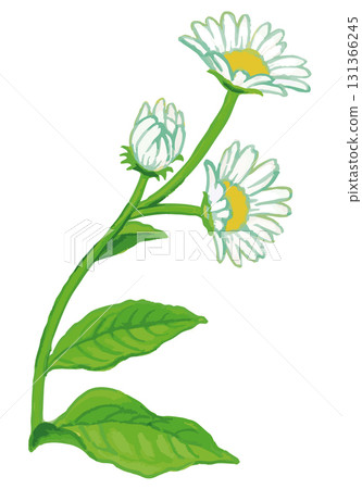 植物素描素材。野花。向量插圖素材。 植物素描素材。野花。向量插圖素材。 131366245