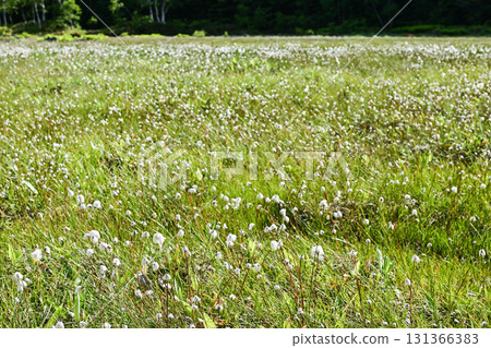 志賀高原田野畑沼澤的夏日棉草搖曳 131366383