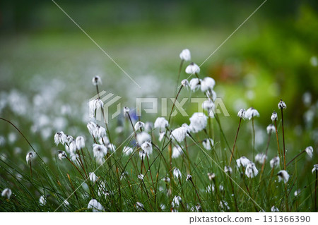 Cotton grass swaying in the summer at Shiga Kogen Tanohata Marsh Cotton grass swaying in the summer at Shiga Kogen Tanohata Marsh 131366390