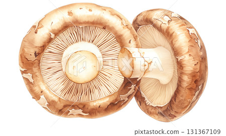 透明背景上的香菇水彩插圖(png) 透明背景上的香菇水彩插圖(png) 131367109