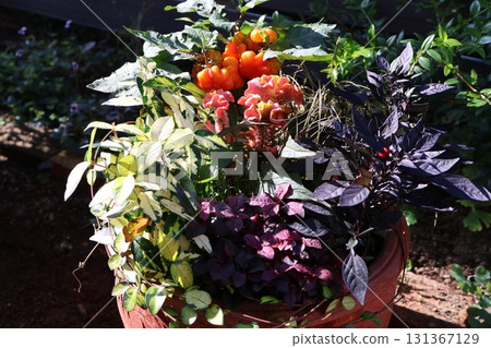 Group planting of autumn flowers 131367129