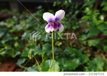 Cute panda violet flowers Cute panda violet flowers 131367131