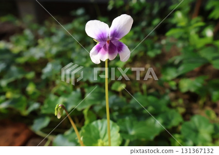 Cute panda violet flowers Cute panda violet flowers 131367132