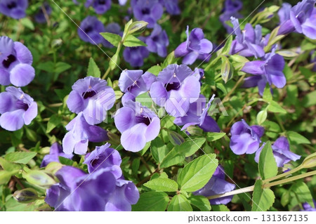 藍豬耳花，一種由散落的種子開出的地被植物 131367135