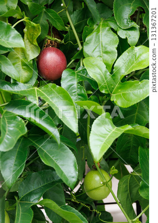 Passion fruit with lush leaves Passion fruit with lush leaves 131367201