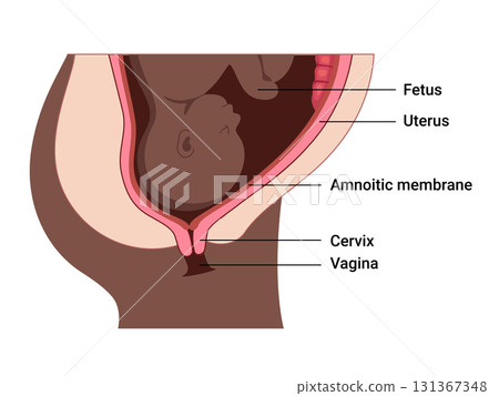Cervical Effacement and Dilation. Various processes in the Uterus during Childbirth. Cervical Effacement and Dilation. Various processes in the Uterus during Childbirth. 131367348