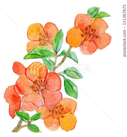 Watercolor illustration of Japanese plants, Japanese quince Watercolor illustration of Japanese plants, Japanese quince 131367675