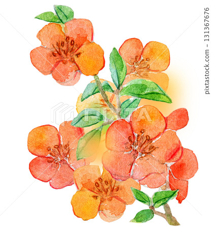 Watercolor illustration of Japanese plants, Japanese quince 131367676