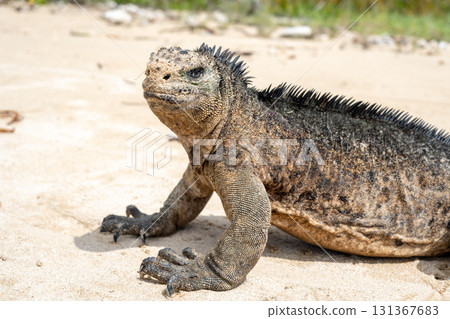 Marine iguana on the sandy shores of Isabela Island, Galapagos Archipelago, Ecuador Marine iguana on the sandy shores of Isabela Island, Galapagos Archipelago, Ecuador 131367683