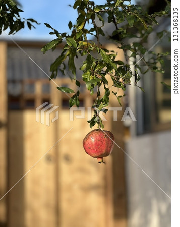 A vibrant pomegranate hanging on the tree, its red, ripe fruit ready for harvest, contrasting beautifully against the green leaves. A symbol of nature's abundance and fresh harvest. 131368135