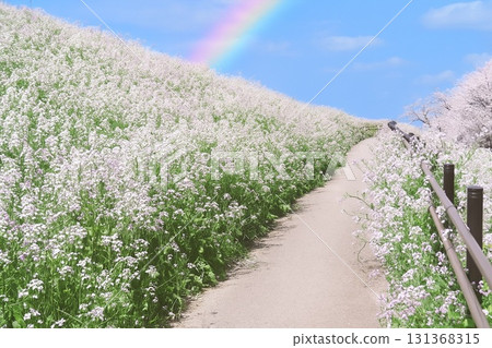 A rainbow-covered road surrounded by cherry blossoms and beach radishes 131368315