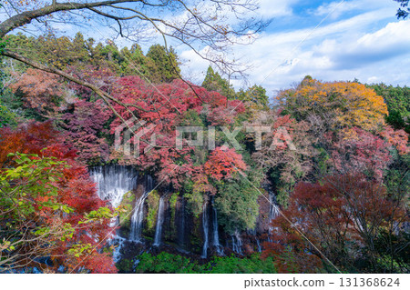 [Autumn foliage] Shiraito Falls in Fujinomiya City in autumn and Mount Fuji peeking through the clouds [Shizuoka Prefecture] 131368624