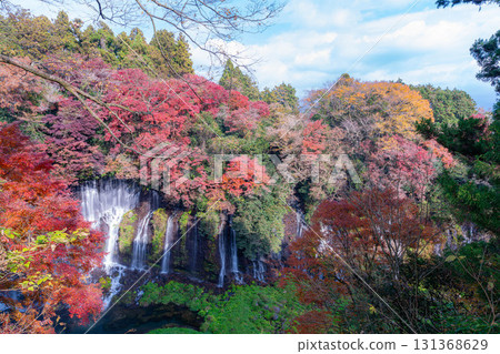 [紅葉] 秋季富士宮市白絲瀑布與雲層中隱現的富士山 [靜岡縣] 131368629