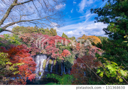 [Autumn foliage] Shiraito Falls in Fujinomiya City in autumn and Mount Fuji peeking through the clouds [Shizuoka Prefecture] 131368630