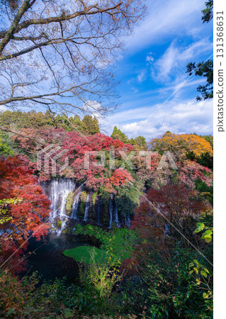 [Autumn foliage] Shiraito Falls in Fujinomiya City in autumn and Mount Fuji peeking through the clouds [Shizuoka Prefecture] 131368631
