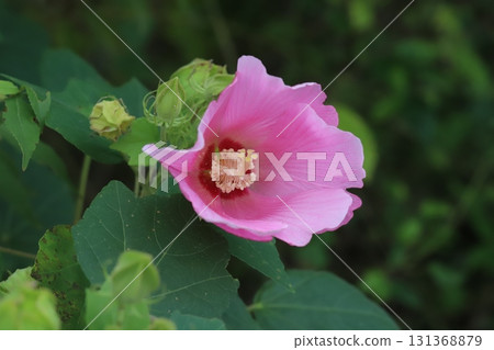 Pink hibiscus flowers blooming in an autumn garden 131368879