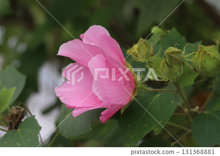 秋天花園裡盛開的粉紅百合花 131368881