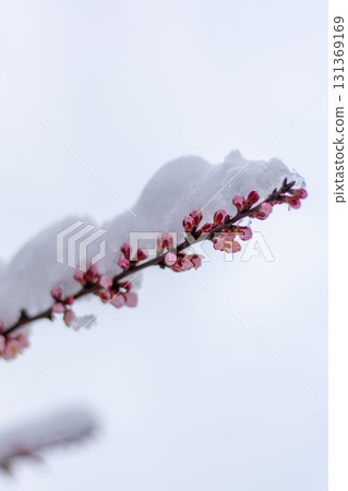 Snow covered plum blossom branch in winter Snow covered plum blossom branch in winter 131369169