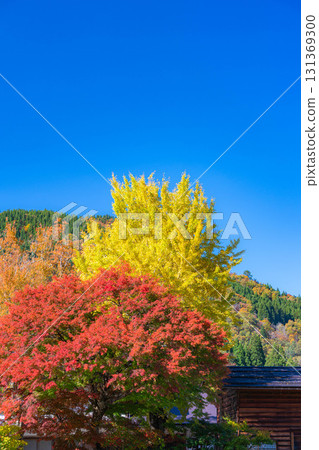 【世界遺產】紅葉盛開的白川鄉【岐阜縣】 131369300