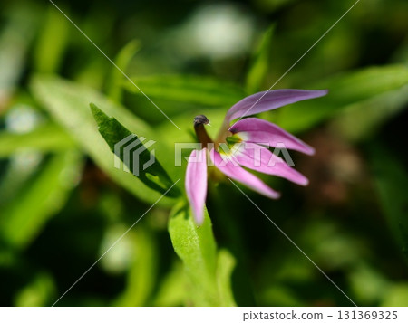 夏季清津峽的溝隱花呈粉紅色 夏季清津峽的溝隱花呈粉紅色 131369325