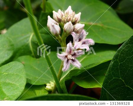 White flowers of Astragalus blooming on the Arakawa riverbed in midsummer 131369328