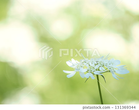 White Orlair Flower 131369344