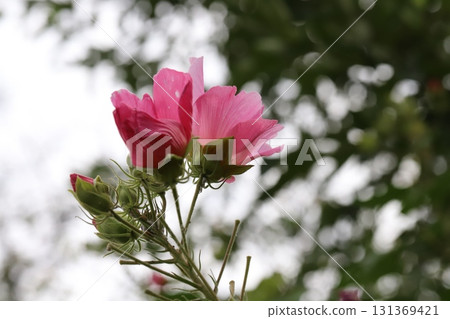秋天花園裡盛開的粉紅百合花 秋天花園裡盛開的粉紅百合花 131369421