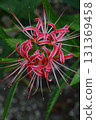 A variegated red spider lily that resembles a mizuhiki cord 131369458