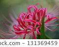 A variegated red spider lily that resembles a mizuhiki cord 131369459