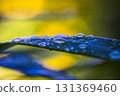 Drops of water on silver grass leaves after the rain 131369460