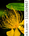 Vivid beauty willow stamens 131369467