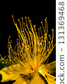 Vivid beauty willow stamens 131369468