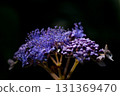 Vivid purple hydrangea 131369470